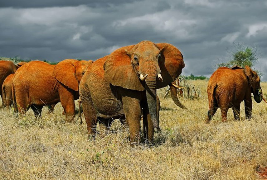 1-Day-Amboseli-National-Park-Safari-Kenya-Tru-Nomads-Tours.jpg