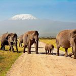 Amboseli-National-Park-Wookar-Adventures-150×150-1.jpg