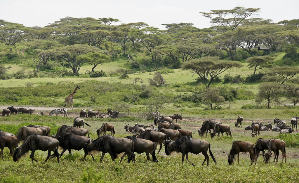 Ndutu-Calving-wildebeest.jpg