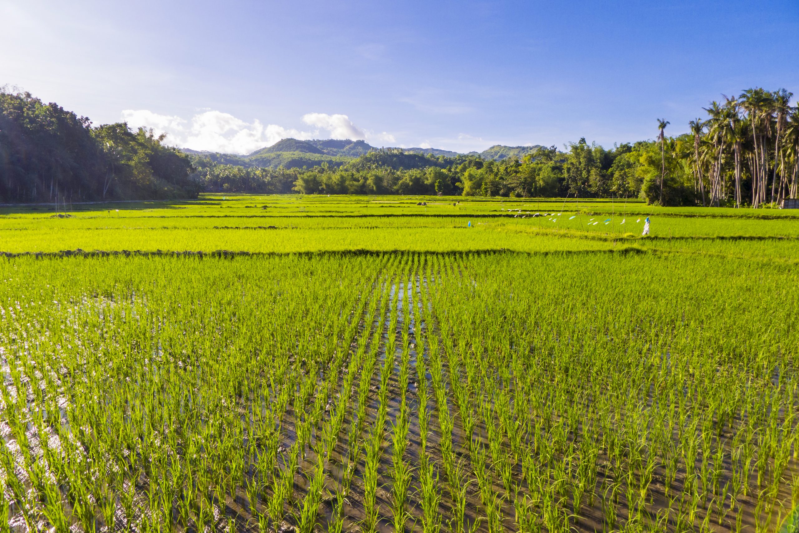 Rice-Fields-Siquijor-Philippines-scaled-1.jpg