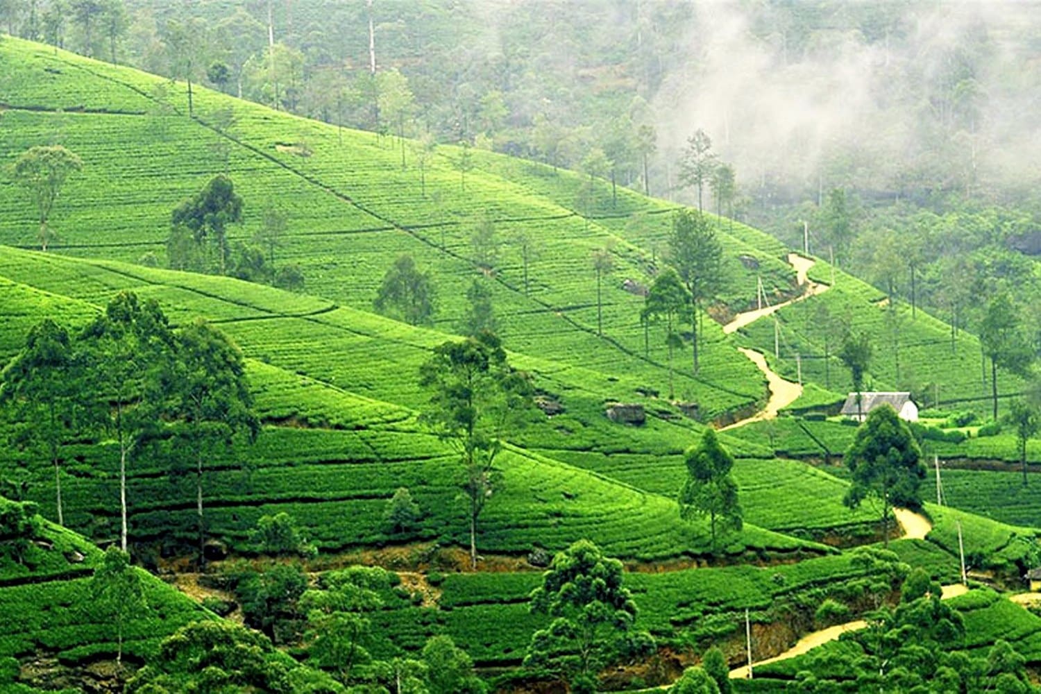 Tea-Plantation-Roundtripsrilanka-4_1500x1000.jpg