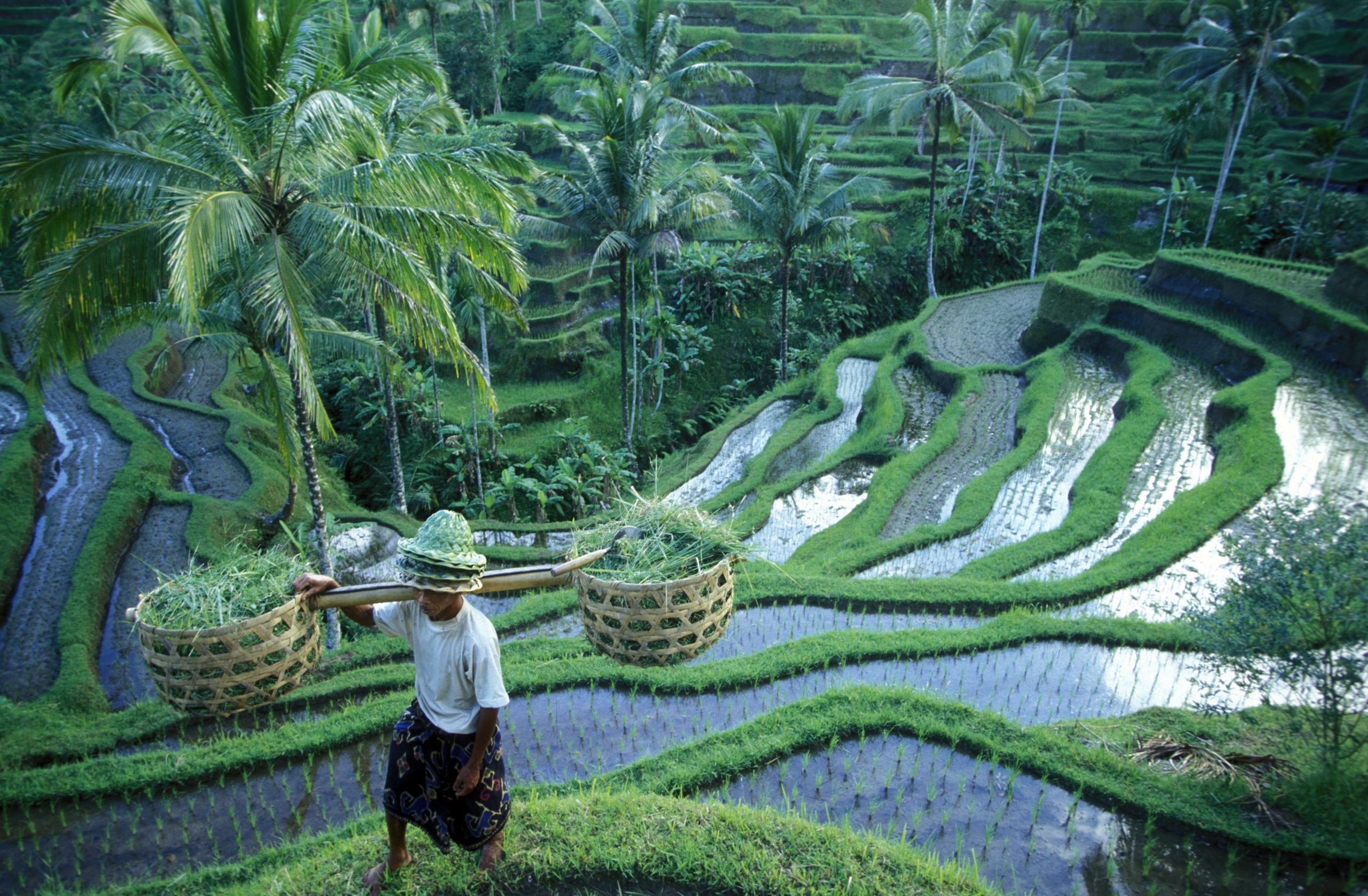 Ubud-Rice-Terraces-scaled-1.jpg