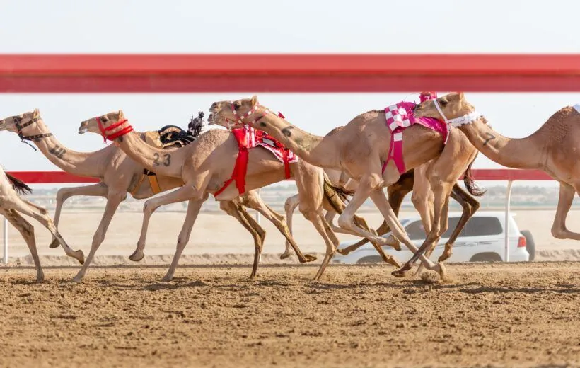 camel-race-at-al-wathba-in-abu-dhabi-uae-2022-11-14-05-33-10-utc-820×520-1.webp
