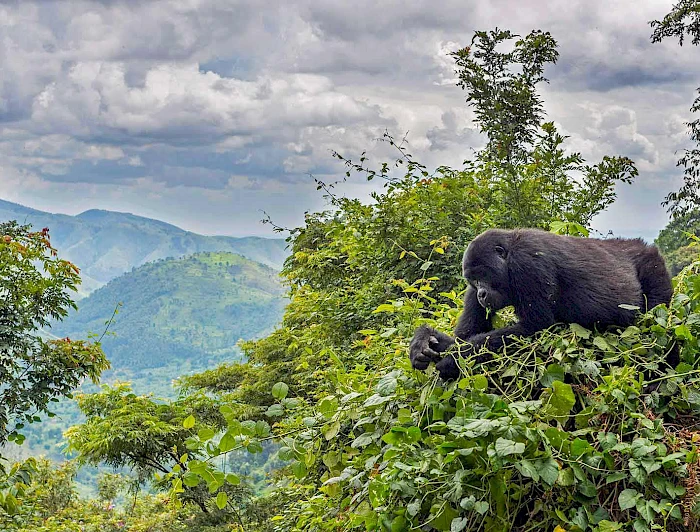 gornaia-gorilla-natsionalnyi-park-bvindi-impenetreibl-uganda.700×532.webp
