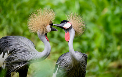 rsz_1rsz_birds_of_uganda_-_the_grey_crowned_crane.jpg